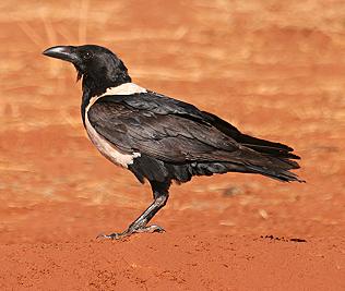 Schildrabe, Corvus albus, Pied Crow